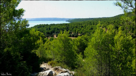 Pinède et étang