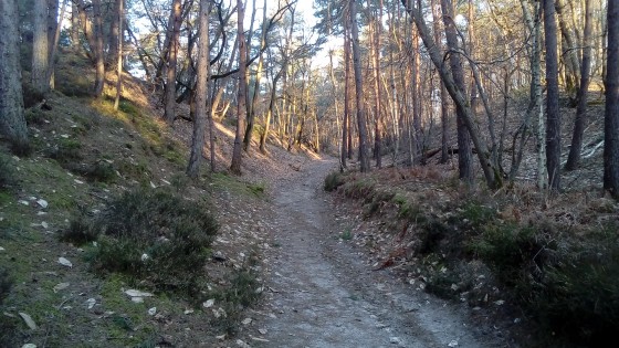 Pinède
