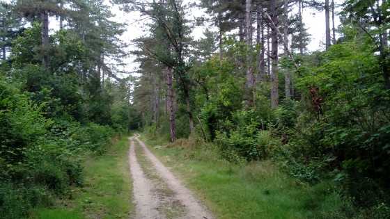 Pins Douglas
