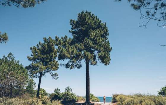 Pins et vue sable