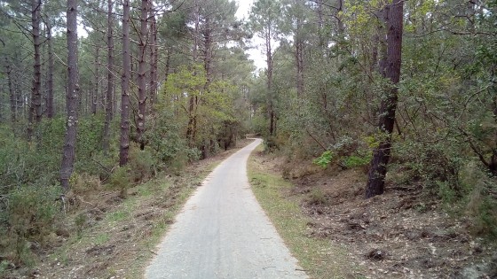 Piste cyclable sous pinède