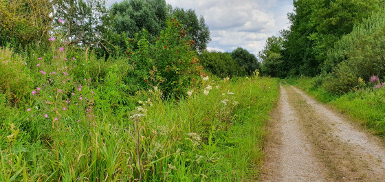 Piste dans le marais