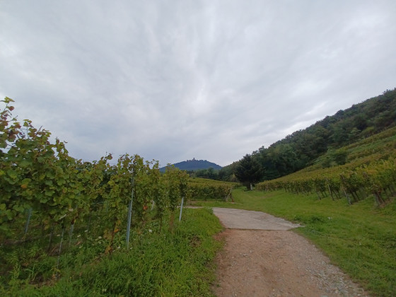 Piste dans le vignoble