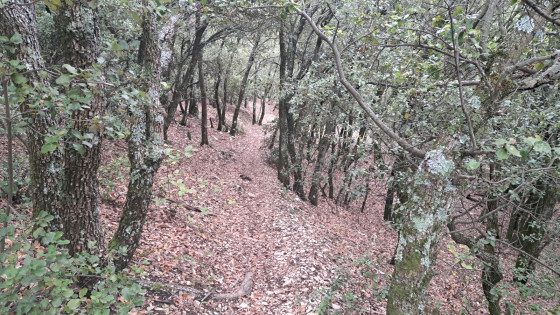Piste dans les arbres