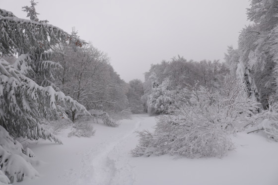 Piste de raquette en forêt
