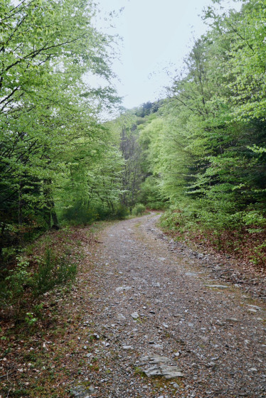 Piste en for&ecirc;t