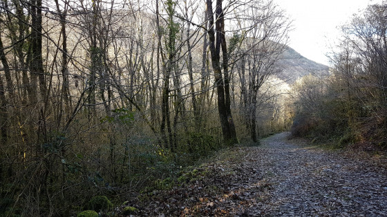 Piste en sous-bois