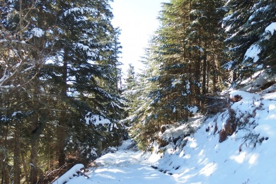 Piste enneigée