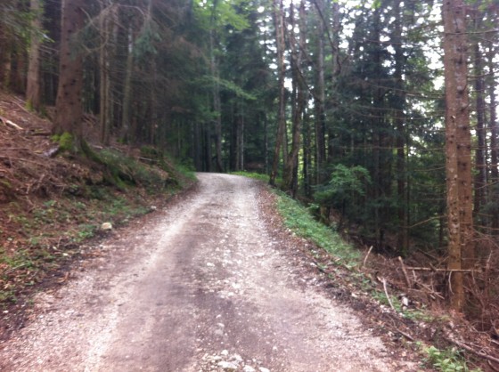 Piste forestière
