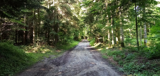 Piste forestière