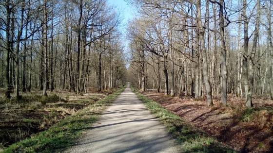 Piste forestière