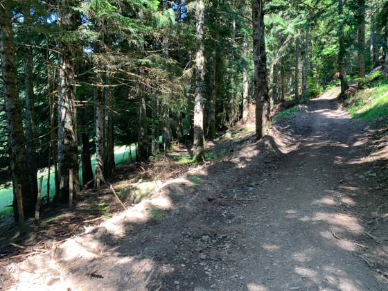 Piste forestière