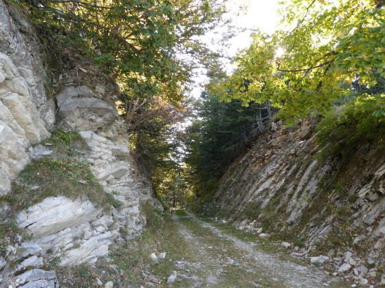 Piste forestière