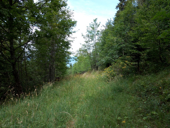 Piste herbeuse