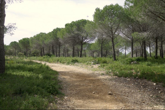 Piste menant au sentier de crête