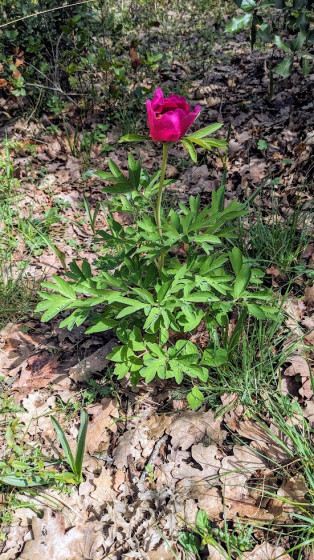 Pivoine