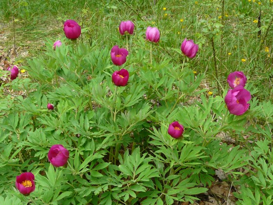 Pivoines