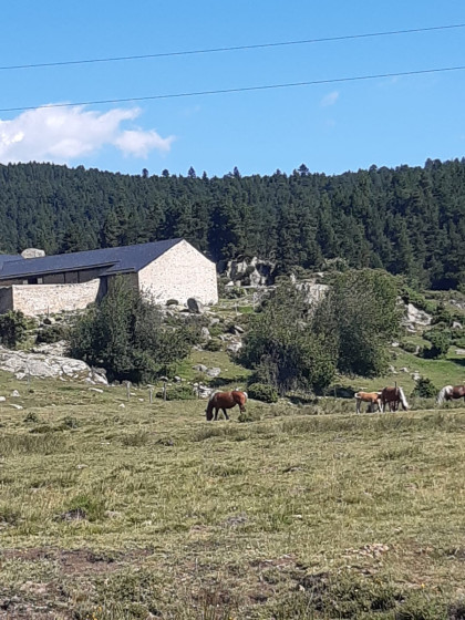 Pla de bordes