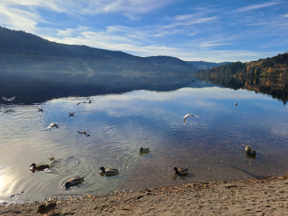 Plage du lac Titisee