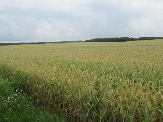 Plaine d'Aunis, champ de blé à perte de vue ...