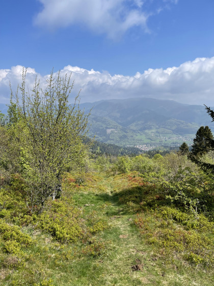 Plaine de myrtilles