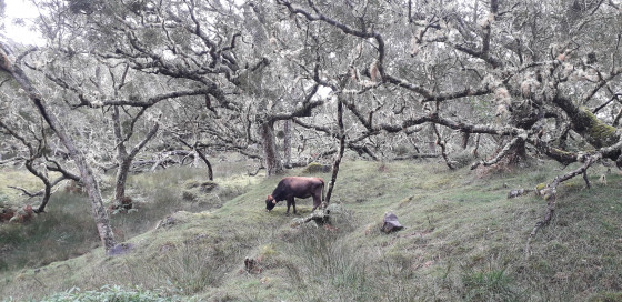 Plaine des Tamarins