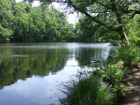 Plan d'eau