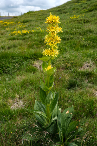 Plan (et fleur) de gentiane jaune