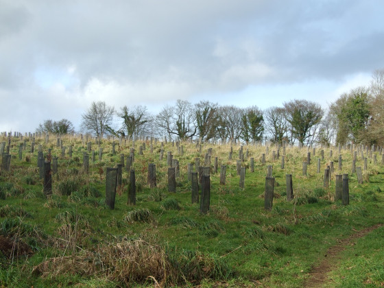 Plantation de feuillus