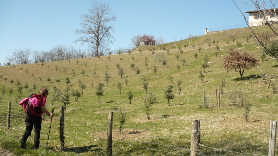 Plantation des arbres à truffe