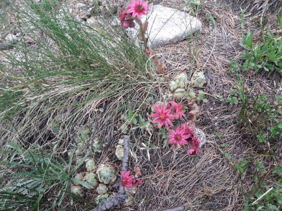 Plante grasse en fleur