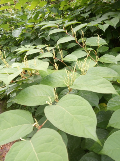 Plantes le long des ruisseaux