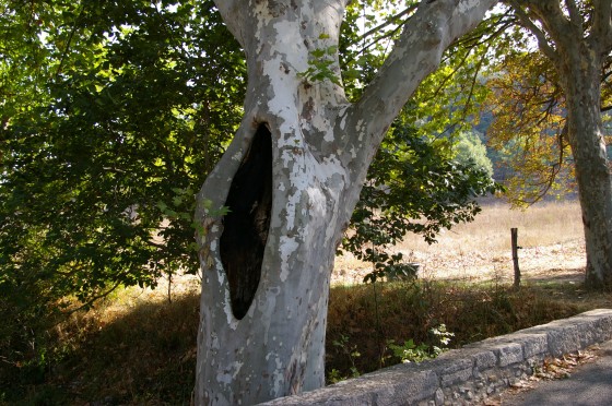 Platane avec creux