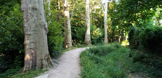 Platanes