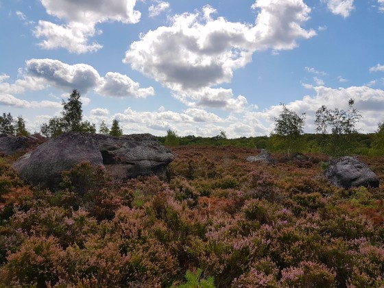 Plateau couvert de bruyères
