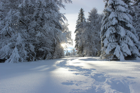 Plateau de la Vattay en lisère de forêt Plateau de la Vattay en lisère de forêt