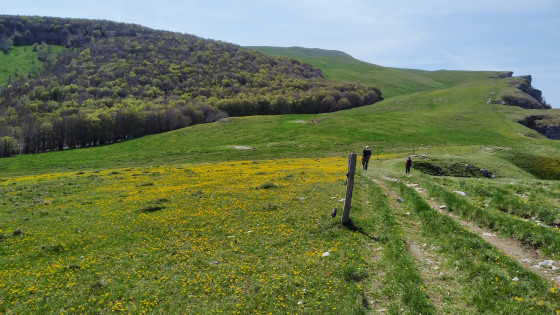 Plateau fleuri