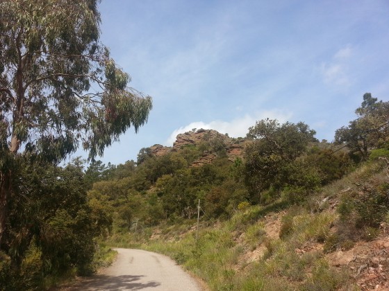 Plusieurs eucalyptus sur le parcours.