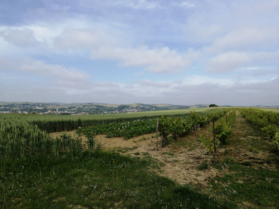 Point de la vigne