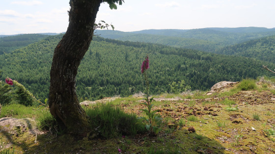 Point de vue de la Roche du Corbet.