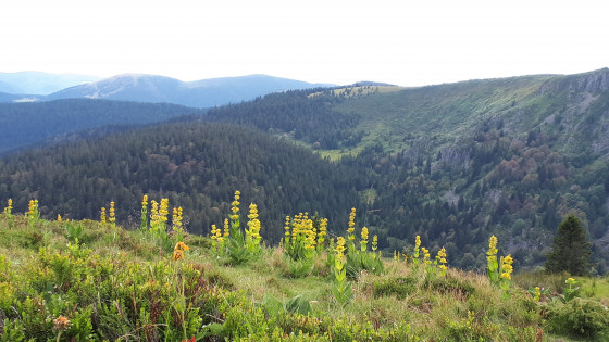 point de vue, gentianes