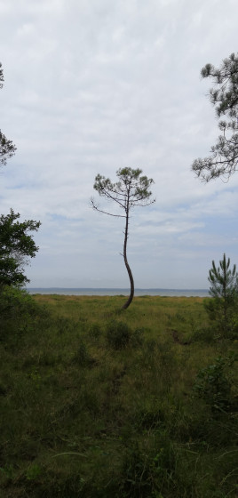 Point de vue sur l'étang