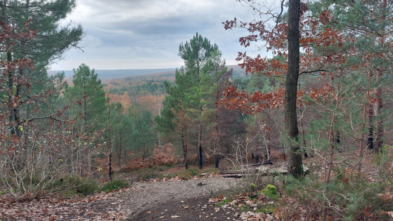 Point de vue sur le massif forestier.