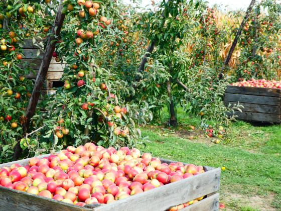 Pommes &agrave; gogo
