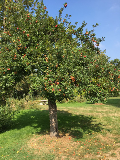 Pommier