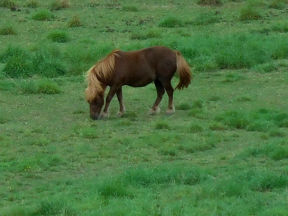 Poney dans le pr&eacute;
