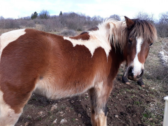 Poney de robe pie