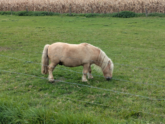 Poney
