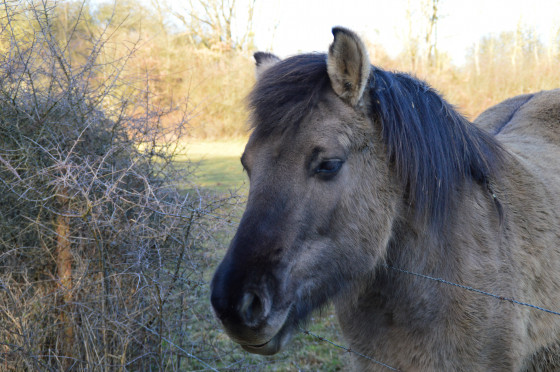 Poney
