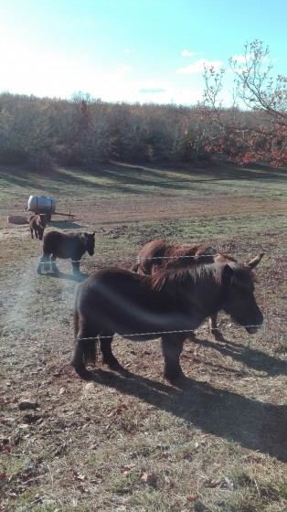 Poneys